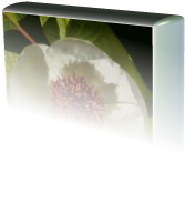 The Peony Society
