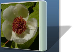 The Peony Society
